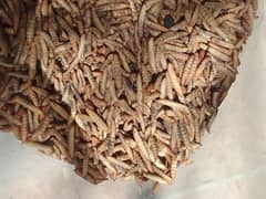 BSF DRY CRISPY LARVA