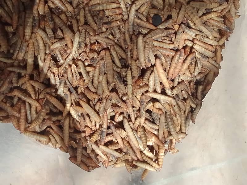 BSF DRY CRISPY LARVA 0