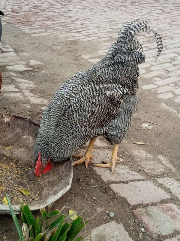 Plymouth rock chicken 1