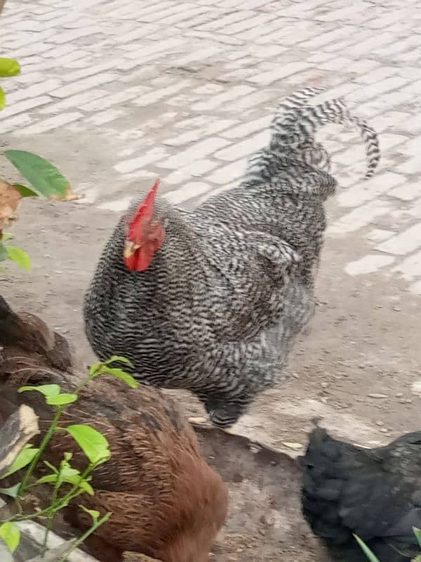 Plymouth rock chicken 2