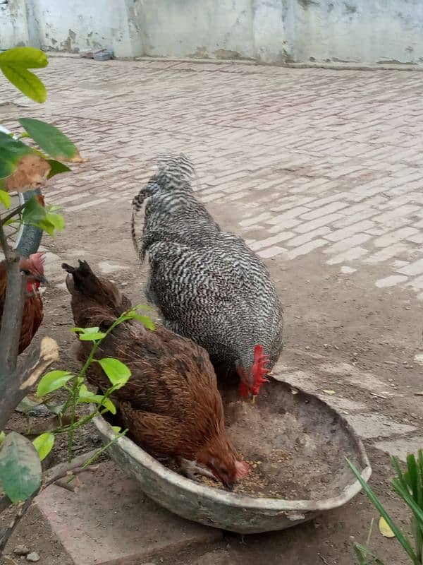 Plymouth rock chicken 3