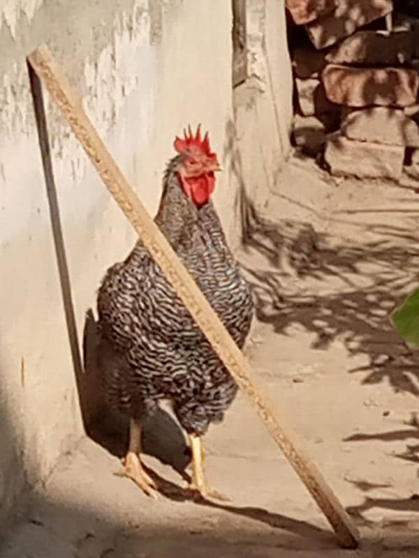 Plymouth rock chicken 5