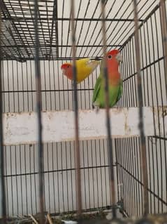 Selling love bird pair + Peigon pair