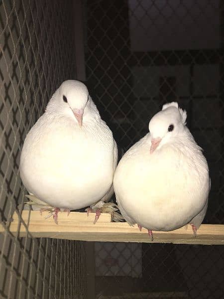 English Fantail Pigeons 0