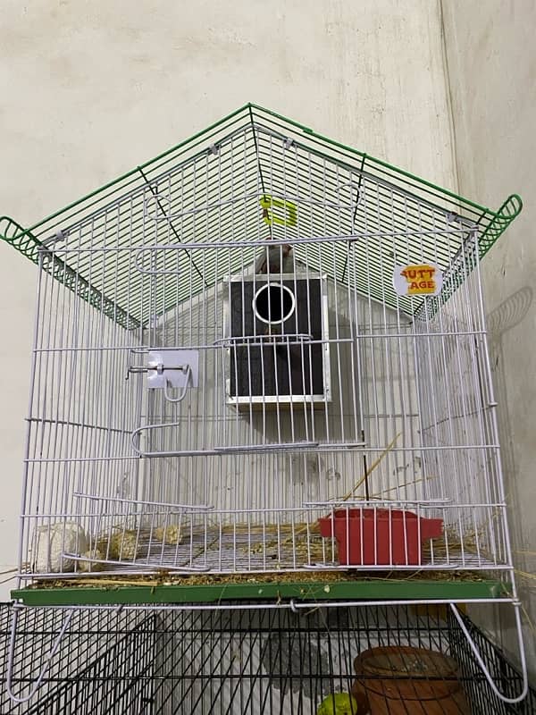 jawa breeder pair with cage 3