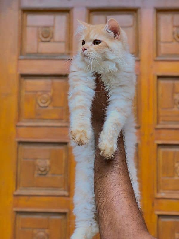 Persian cat and kitten 13