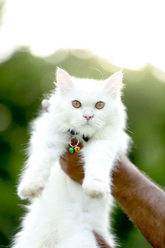 Persian cat and kitten 17