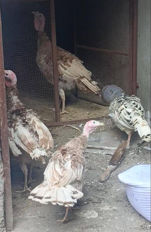 Buff Brown Turkey Birds for sale 0