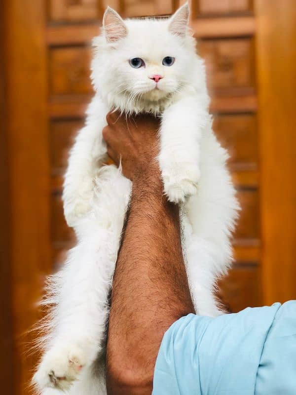 Persian cat and kitten 3