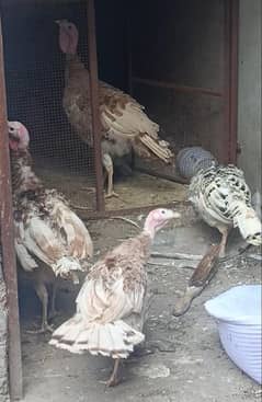 Turkey birds for sale