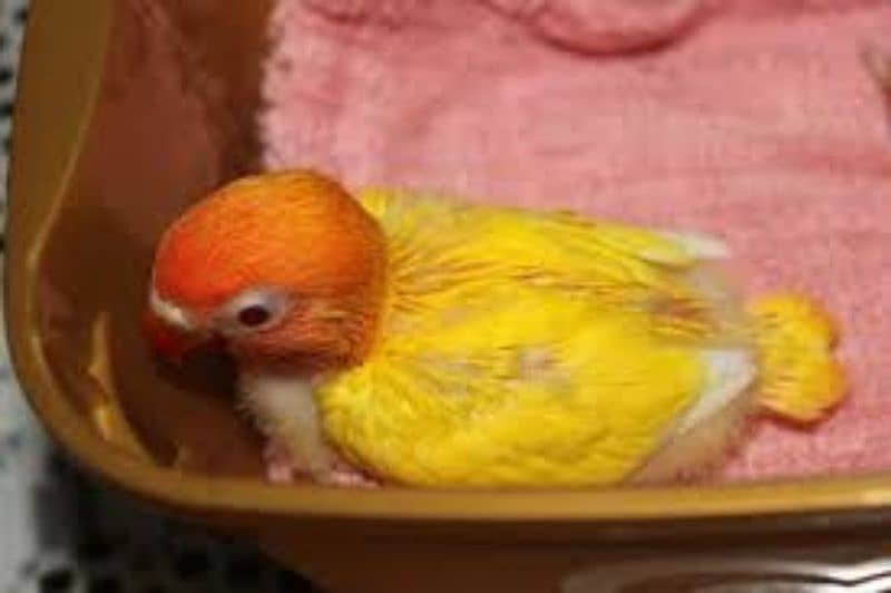 Love bird hand tamed chicks available 3