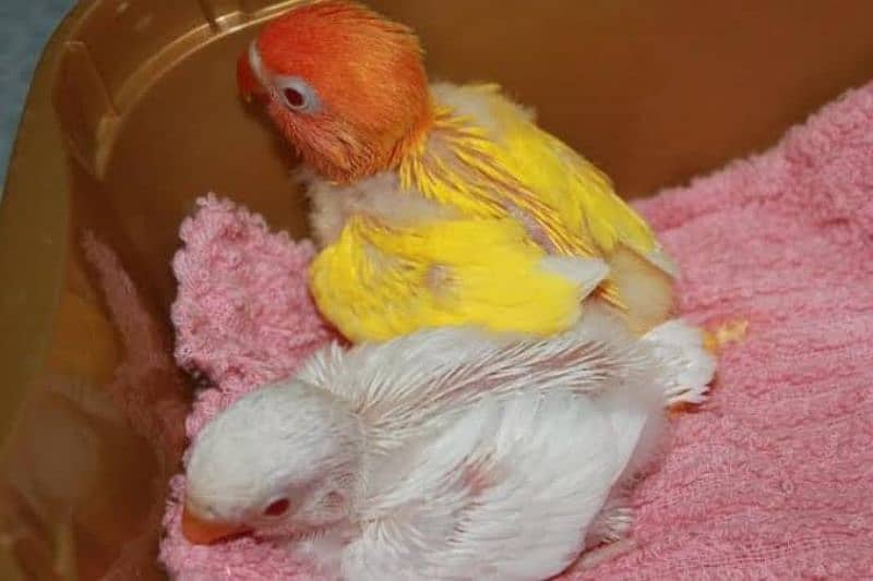 Love bird hand tamed chicks available 5