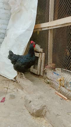 Astroloop hen for sale