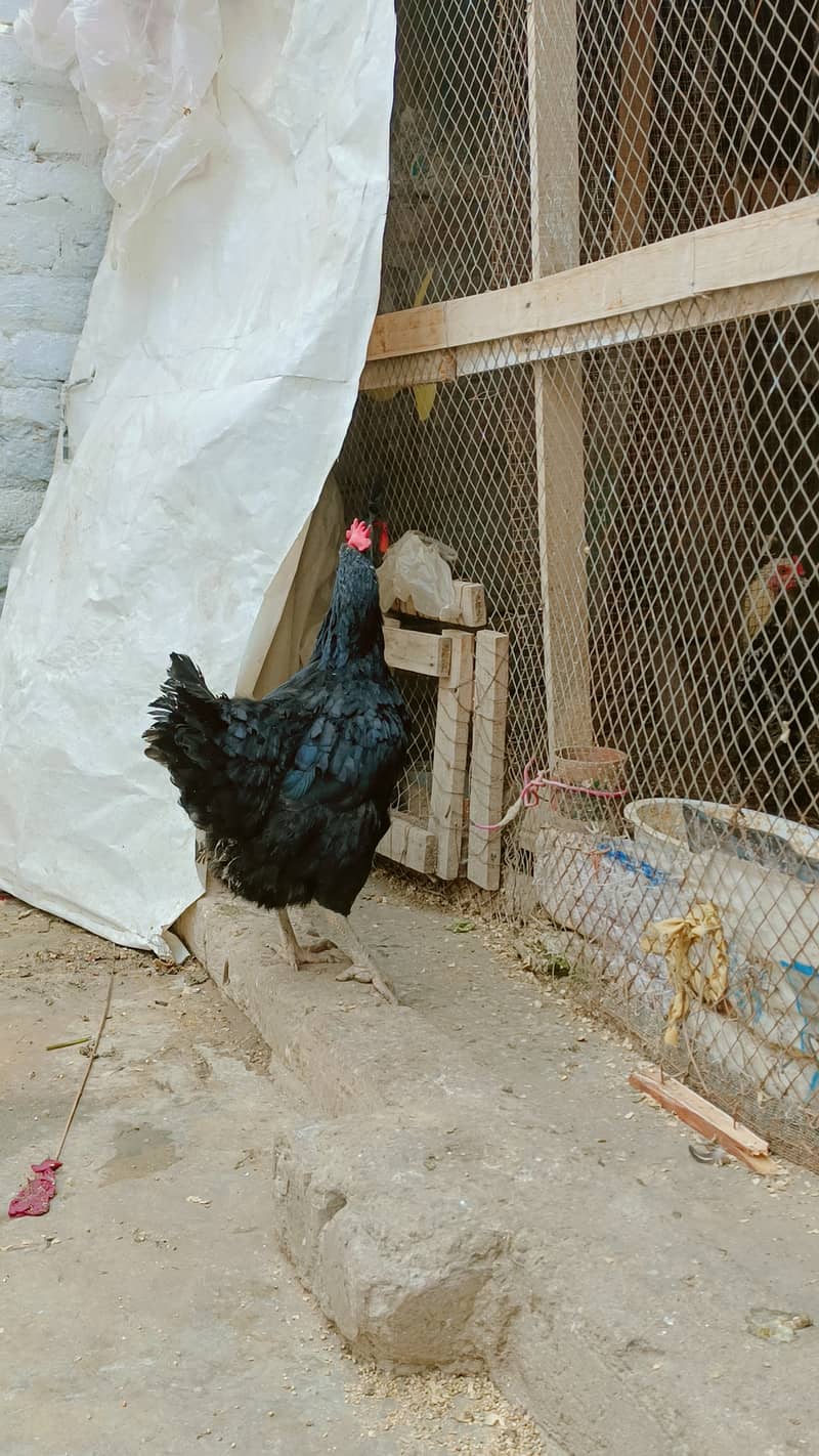 Astroloop hen for sale 1