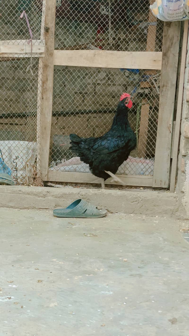 Astroloop hen for sale 2