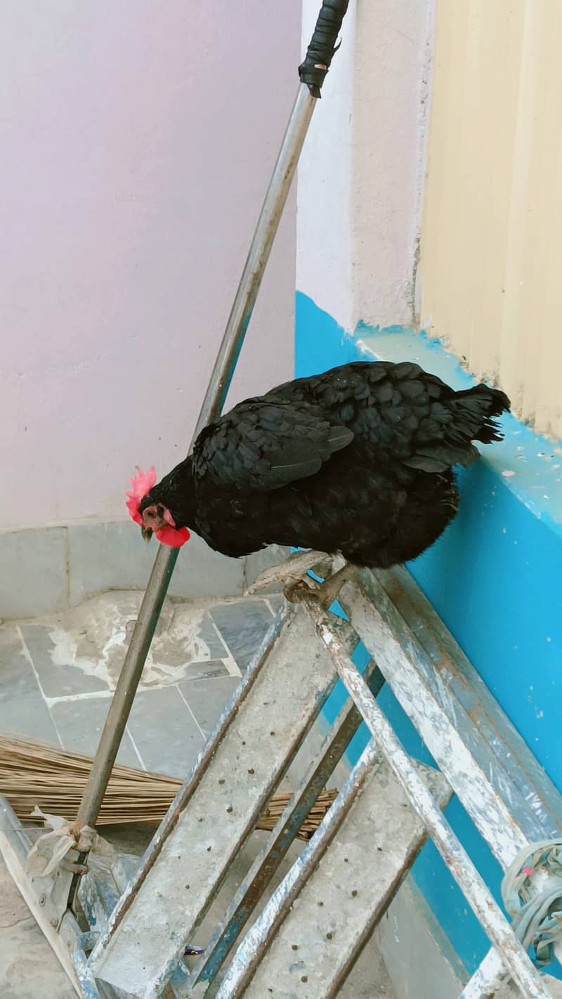 Astroloop hen for sale 3