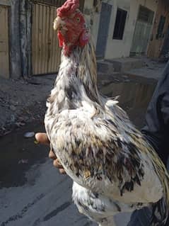 Aseel Breeder pair for sale very good quality