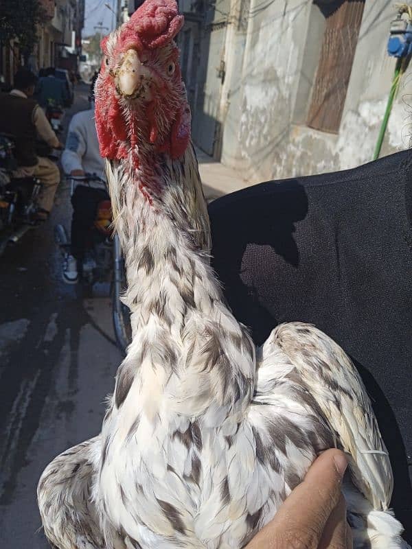 Aseel Breeder pair for sale very good quality 1