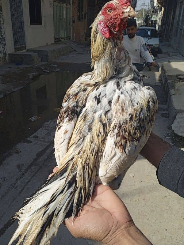 Aseel Breeder pair for sale very good quality 3