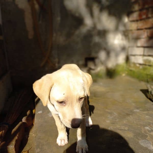 labra dog 1 month age 1