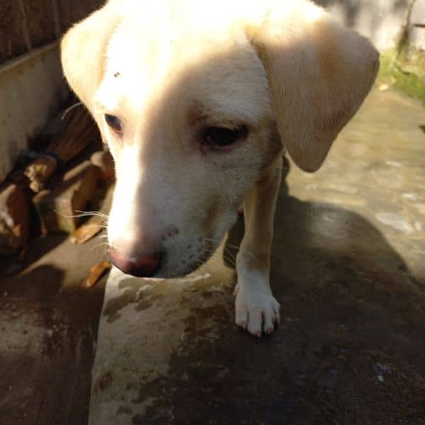 labra dog 1 month age 2