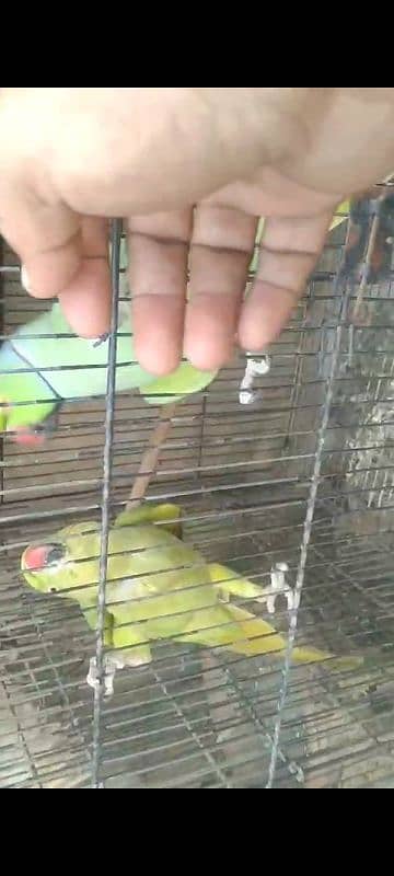 Green ringneck pair(03149364300) 0