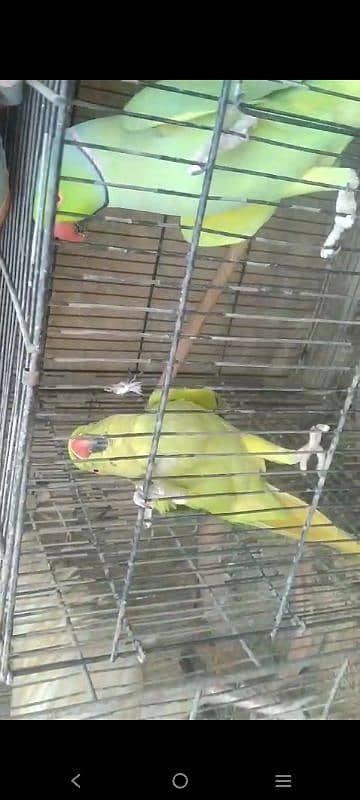 Green ringneck pair(03149364300) 2