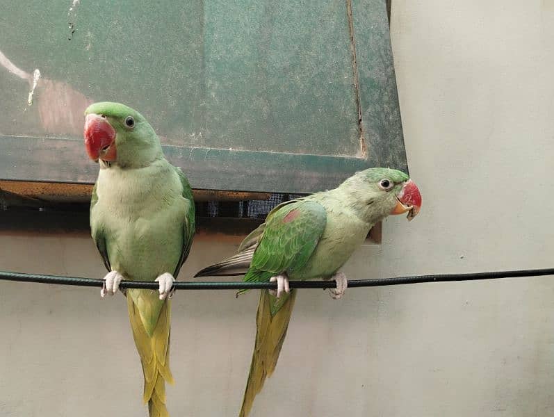 green parrot pair 0