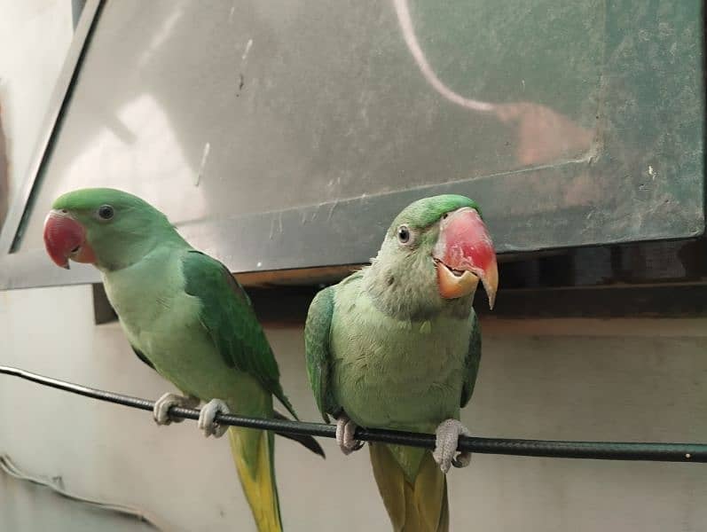 green parrot pair 1