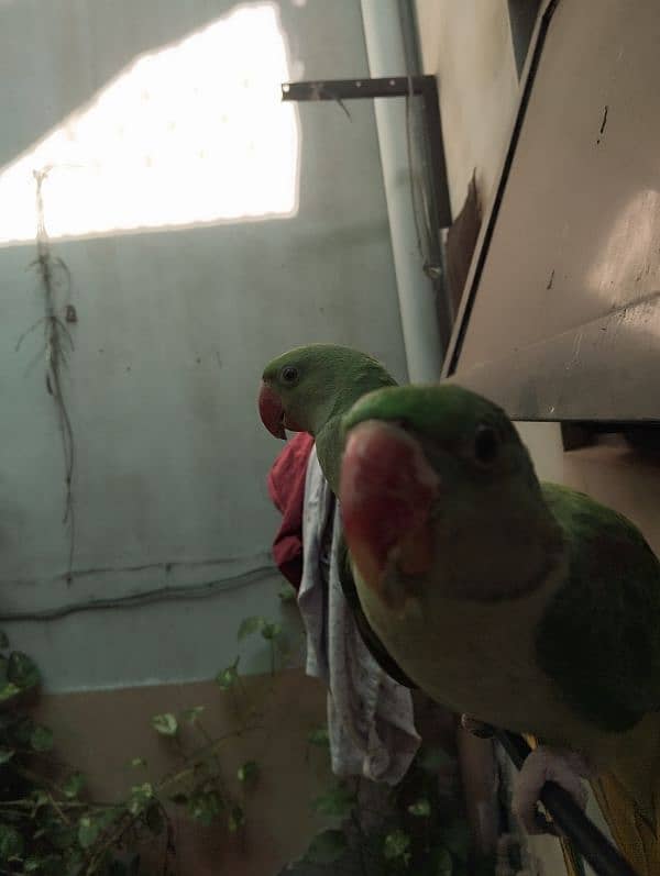 green parrot pair 2