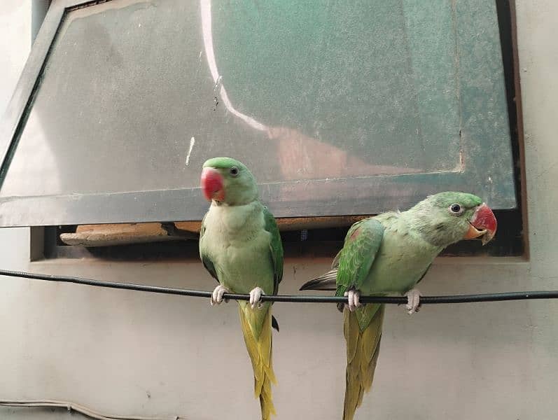 green parrot pair 3