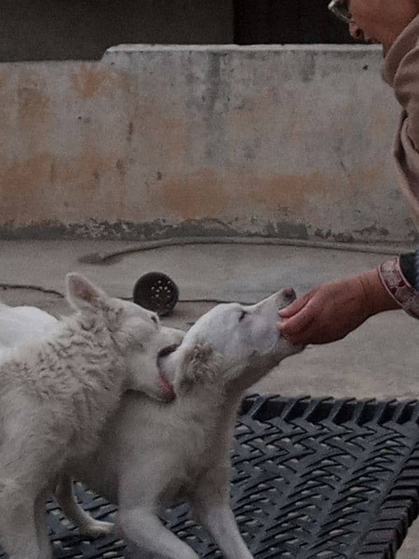 Russian Kitamani Dogs (pair) 0