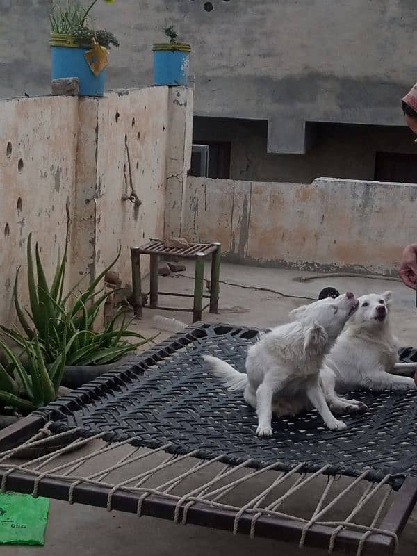 Russian Kitamani Dogs (pair) 1