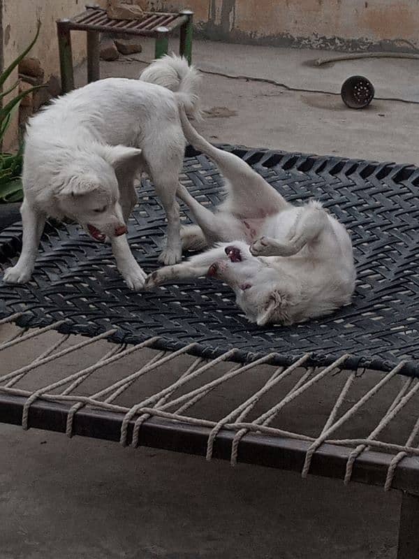 Russian Kitamani Dogs (pair) 3