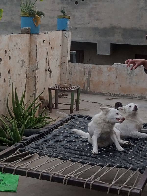 Russian Kitamani Dogs (pair) 4