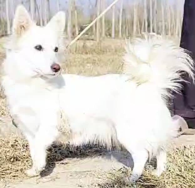 Russian long coat female for sale all Pakistan cargo available 0