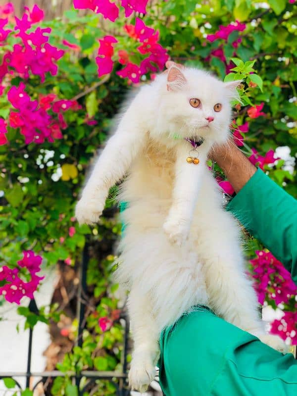 Persian cat and kitten 2