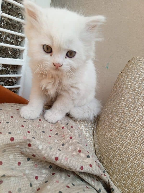 Double coat Persian kitten 0