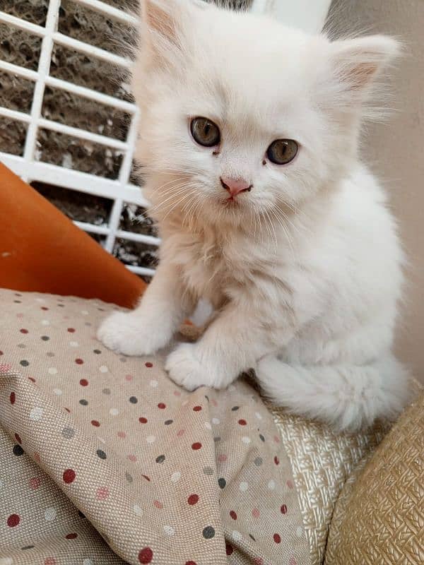 Double coat Persian kitten 1