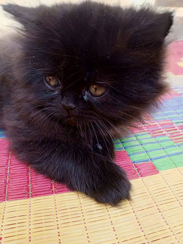 Double coat Persian kitten 2