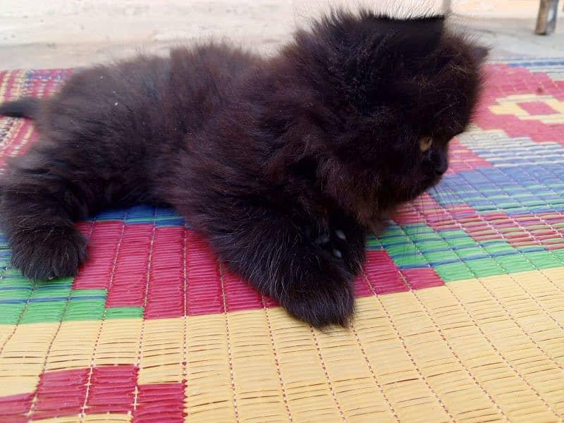 Double coat Persian kitten 4