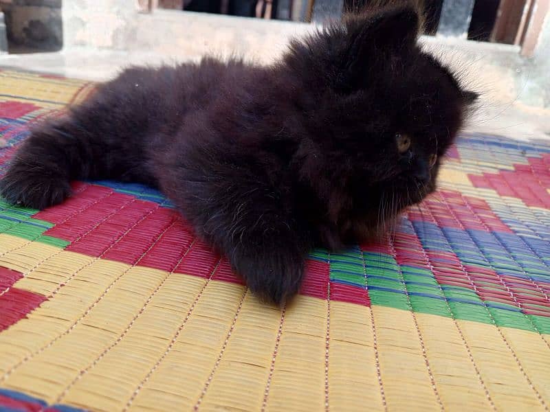 Double coat Persian kitten 10