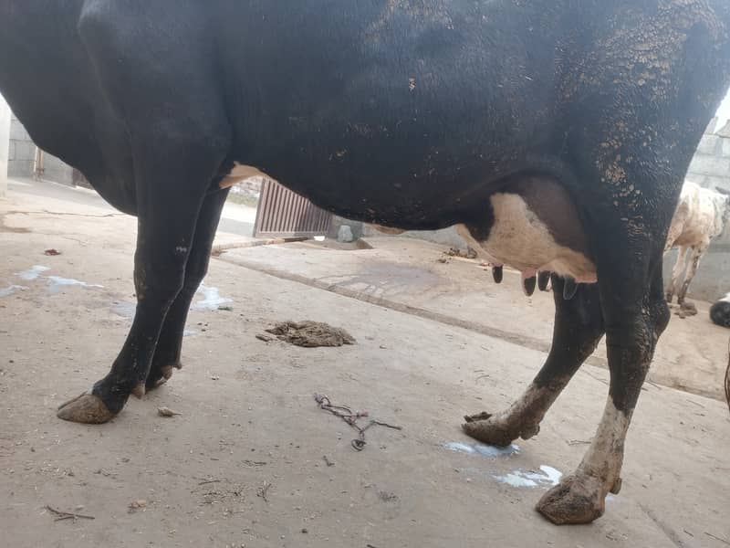 tazi cow for sale 1