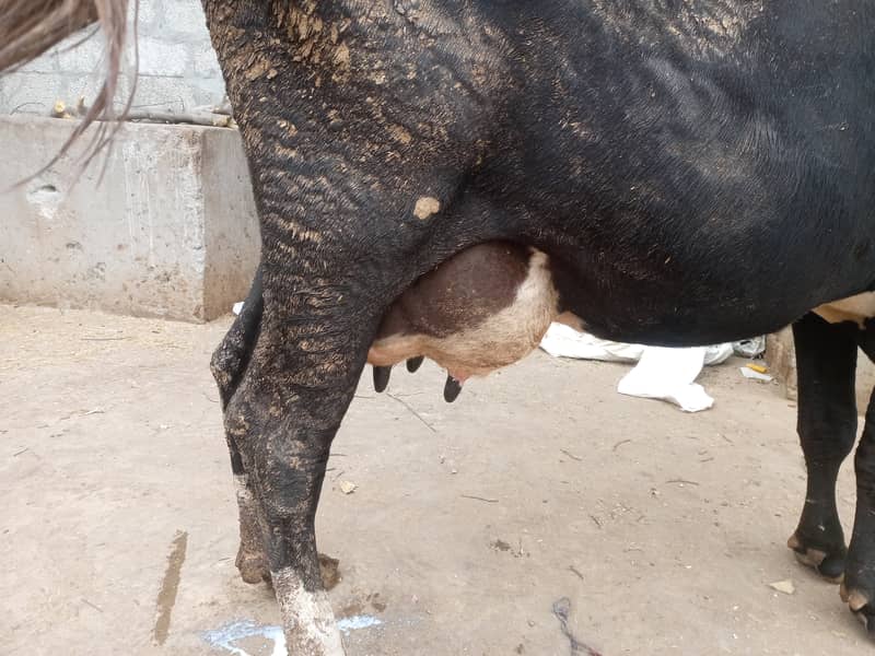 tazi cow for sale 2