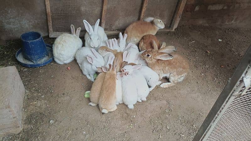 Rabbit bunnies New Zealand White and Flemish Cross Bread Available. 1