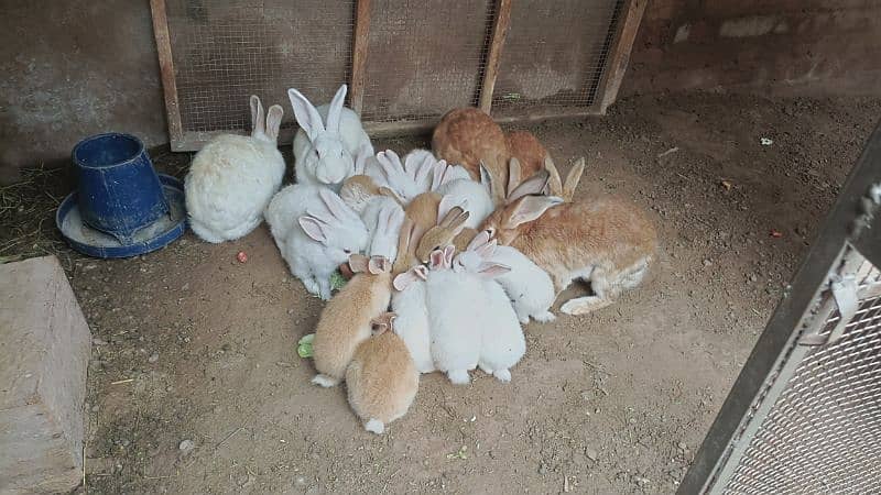 Rabbit bunnies New Zealand White and Flemish Cross Bread Available. 2