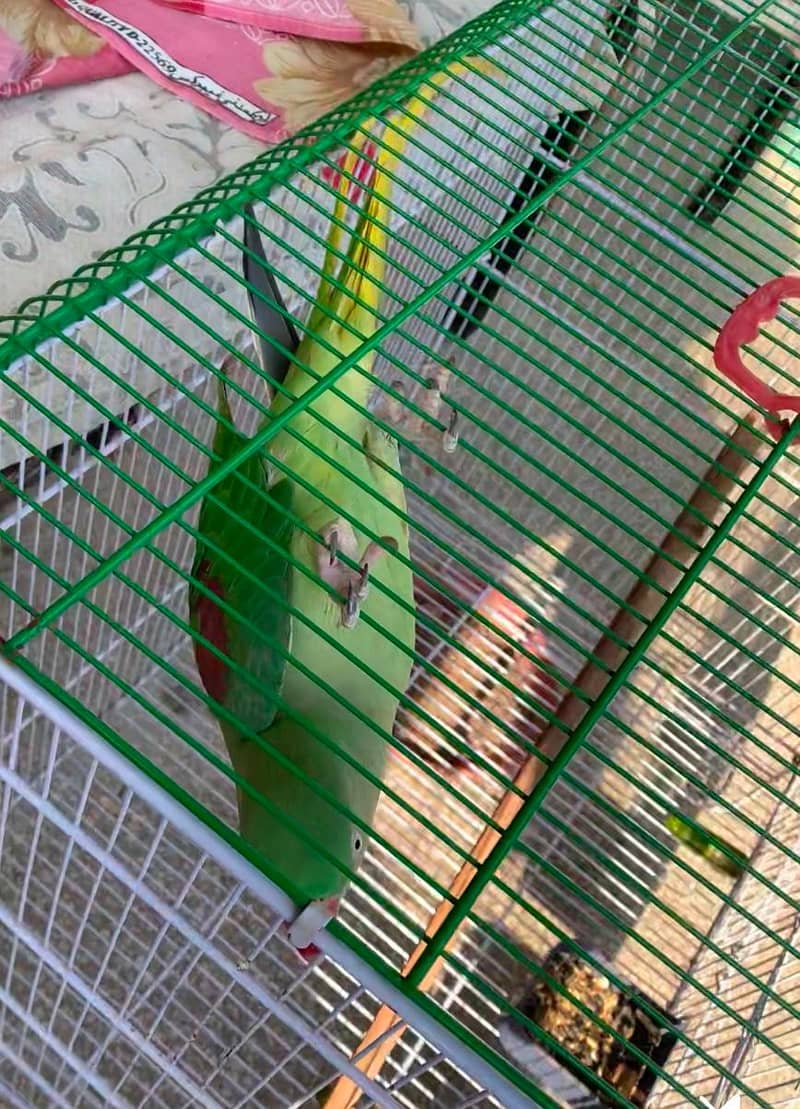 Charming 11-Month-Old Parrot "Raw" for Sale in Lahore 2