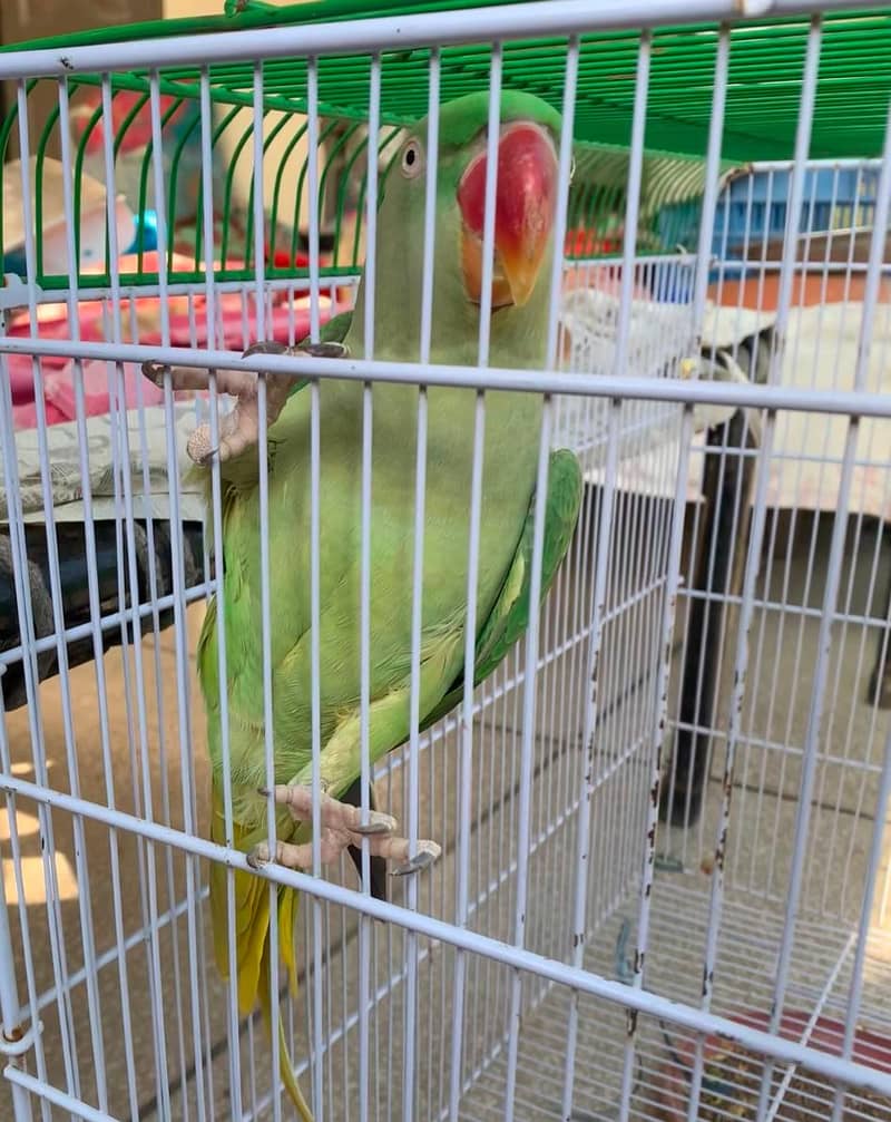 Charming 11-Month-Old Parrot "Raw" for Sale in Lahore 3