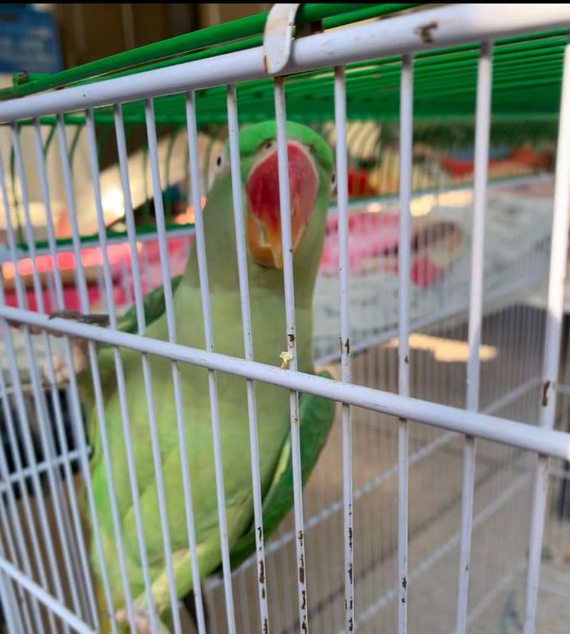 Charming 11-Month-Old Parrot "Raw" for Sale in Lahore 5