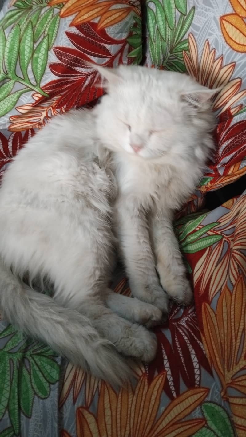 Persian 2 coat Cat for sale 0